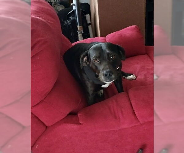 Medium Photo #16 Labrador Retriever-Unknown Mix Puppy For Sale in Brewster, NY, USA