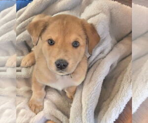 Great Pyrenees-Unknown Mix Dogs for adoption in The Woodlands, TX, USA