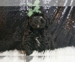 Puppy Marty AKC Poodle (Miniature)