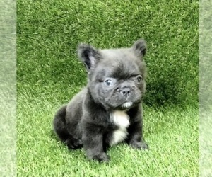 Medium French Bulldog