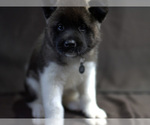 Small Photo #3 Akita Puppy For Sale in YONKERS, NY, USA