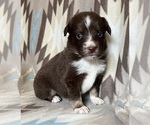Small #1 Miniature Australian Shepherd