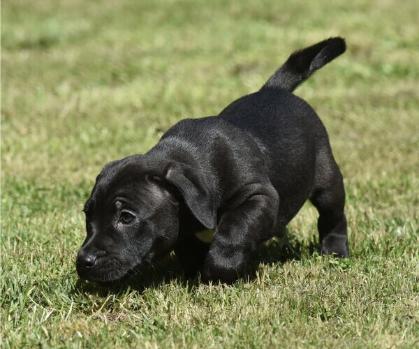 Medium Photo #2 Dachsador Puppy For Sale in Mechanicsburg, PA, USA