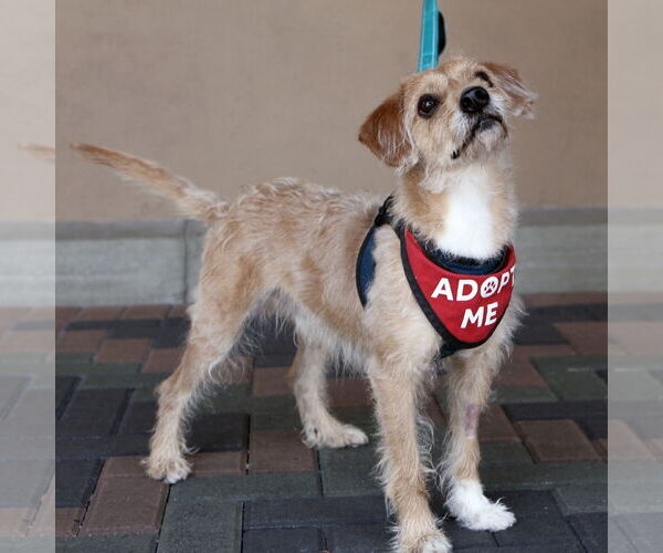 Medium Photo #3 Wapoo Puppy For Sale in Mission Viejo, CA, USA