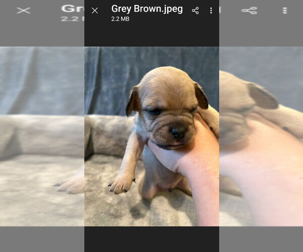 Medium Photo #4 French Bulldog-Unknown Mix Puppy For Sale in Lake Forest, CA, USA