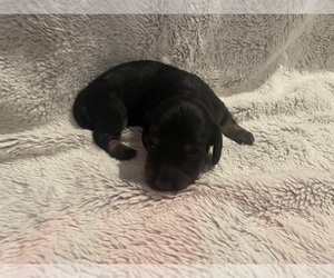 Dachshund Puppy for sale in HARRISBURG, SD, USA