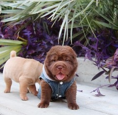 Chinese Shar-Pei Puppy for sale in SAN ANTONIO, TX, USA