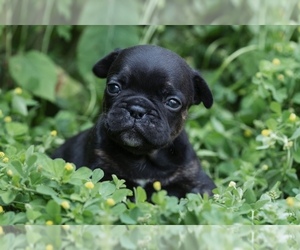 French Bulldog Puppy for Sale in ROANOKE, Illinois USA