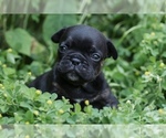 Image preview for Ad Listing. Nickname: French Bulldog