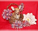 Small Photo #2 Chihuahua Puppy For Sale in CHARLESTON, AR, USA