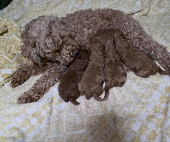 Medium Photo #1 Poodle (Miniature) Puppy For Sale in DENVER, CO, USA
