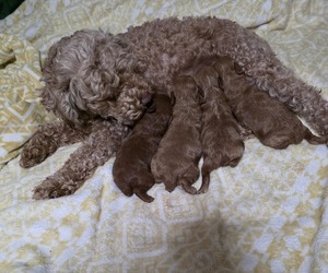Poodle (Miniature) Puppy for sale in DENVER, CO, USA