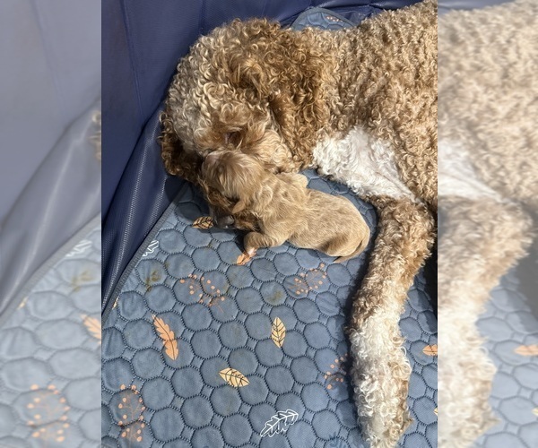 Medium Photo #12 Goldendoodle Puppy For Sale in ORANGEVALE, CA, USA