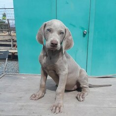 Weimaraner Puppy for sale in SAN DIEGO, CA, USA