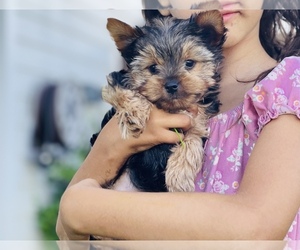 Yorkshire Terrier Puppy for sale in CAMPO, CA, USA
