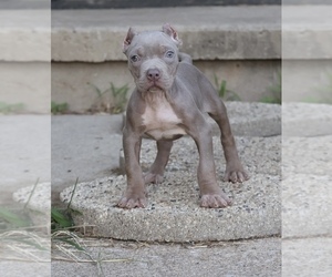 American Bully Puppy for sale in CHAMPAIGN, IL, USA