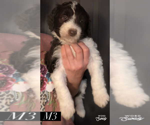 Medium Photo #3 Aussiedoodle Puppy For Sale in BEDFORD, VA, USA
