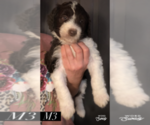 Small Photo #3 Aussiedoodle Puppy For Sale in BEDFORD, VA, USA