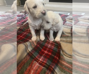 Boodle-Poodle (Standard) Mix Puppy for sale in MILLEDGEVILLE, GA, USA