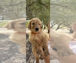 Puppy Nate the Great Goldendoodle