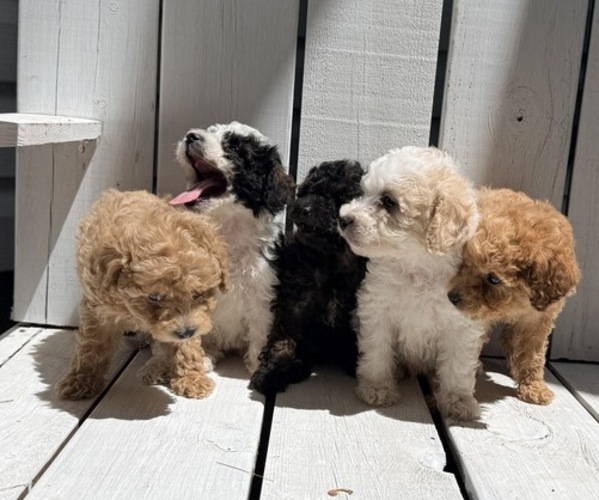 Medium Photo #4 Poodle (Miniature) Puppy For Sale in CURTISS, WI, USA