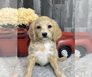 Golden Retriever Puppy for sale in CANOGA, NY, USA