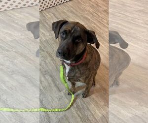 Retriever -Unknown Mix Dogs for adoption in Sheboygan, WI, USA