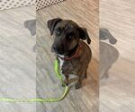 Small Retriever  Mix