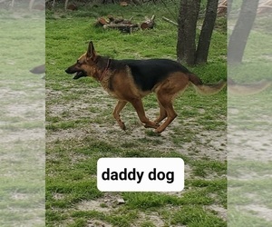 Father of the German Shepherd Dog puppies born on 04/20/2025