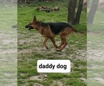 Small Photo #1 German Shepherd Dog Puppy For Sale in WOLFE CITY, TX, USA