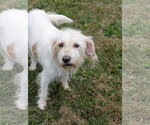 Small #1 Petit Basset Griffon Vendeen Mix