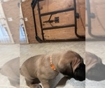 Small Photo #4 Mastiff Puppy For Sale in CALDWELL, ID, USA