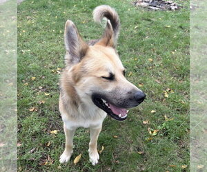 German Shepherd Dog-Unknown Mix Dogs for adoption in Minneapolis, MN, USA