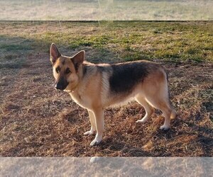 Mother of the German Shepherd Dog puppies born on 03/06/2025