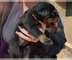 Small Photo #29 Rottweiler Puppy For Sale in GREEN SPRINGS, OH, USA