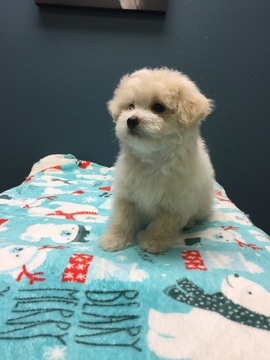 Medium Photo #4 Bolognese-Maltese Mix Puppy For Sale in MONITOR, OR, USA