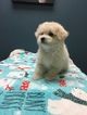 Small Photo #4 Bolognese-Maltese Mix Puppy For Sale in MONITOR, OR, USA