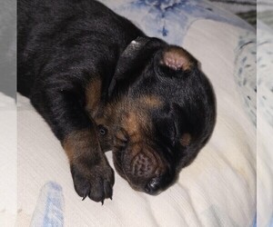 Medium Doberman Pinscher