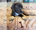 Small #3 Mutt