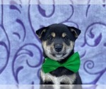 Small Photo #3 Shiba Inu Puppy For Sale in LANCASTER, PA, USA