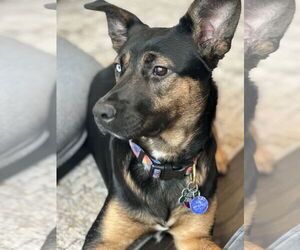 Rottweiler-Unknown Mix Dogs for adoption in Houston, TX, USA