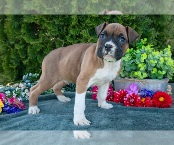 Medium Photo #3 Boxer Puppy For Sale in SHILOH, OH, USA