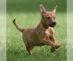 Small #5 Chiweenie
