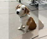 Small Saint Bernard Mix