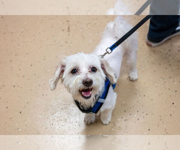 Medium Photo #6 Maltese-Unknown Mix Puppy For Sale in Mundelein, IL, USA
