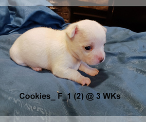 Medium Chihuahua