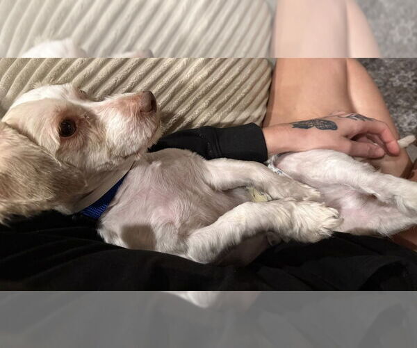 Medium Photo #3 Mutt Puppy For Sale in Evansville, IN, USA