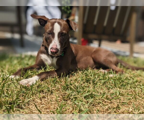 Medium Photo #6 Lab-Pointer Puppy For Sale in Houston, TX, USA