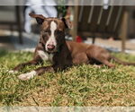Small #5 Lab-Pointer