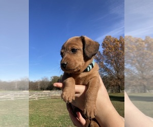 Poogle Puppy for sale in MADISON, IN, USA